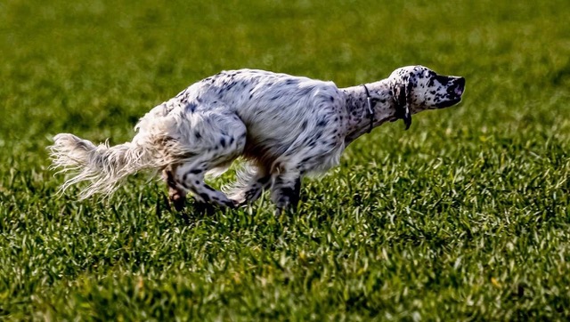 Santos des Cabanes Tchanquees